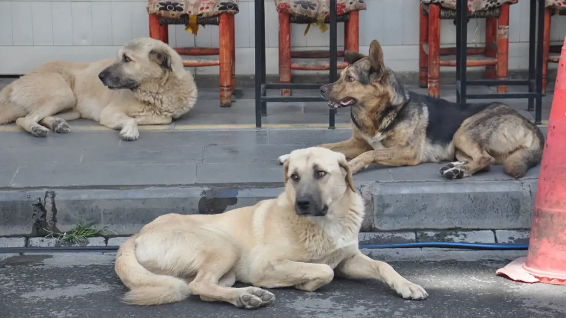 Sokak hayvanları kanun teklifinin ilk 3 maddesi kabul edildi