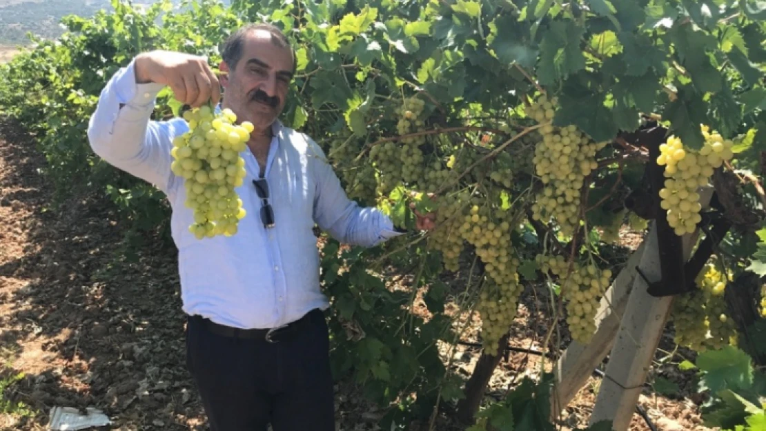 Superior Seedless Çeşidi Sofralık Üzümün ihracat yolculuğu başladı