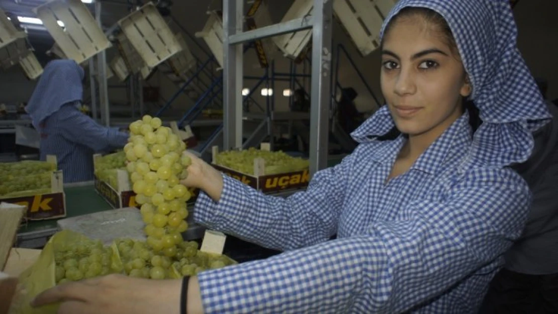 Superior seedless üzümünün ihracat yolculuğu başlıyor!