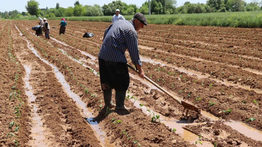 Tarımsal destekleme ödemeleri üreticilerin hesaplarına aktarılıyor