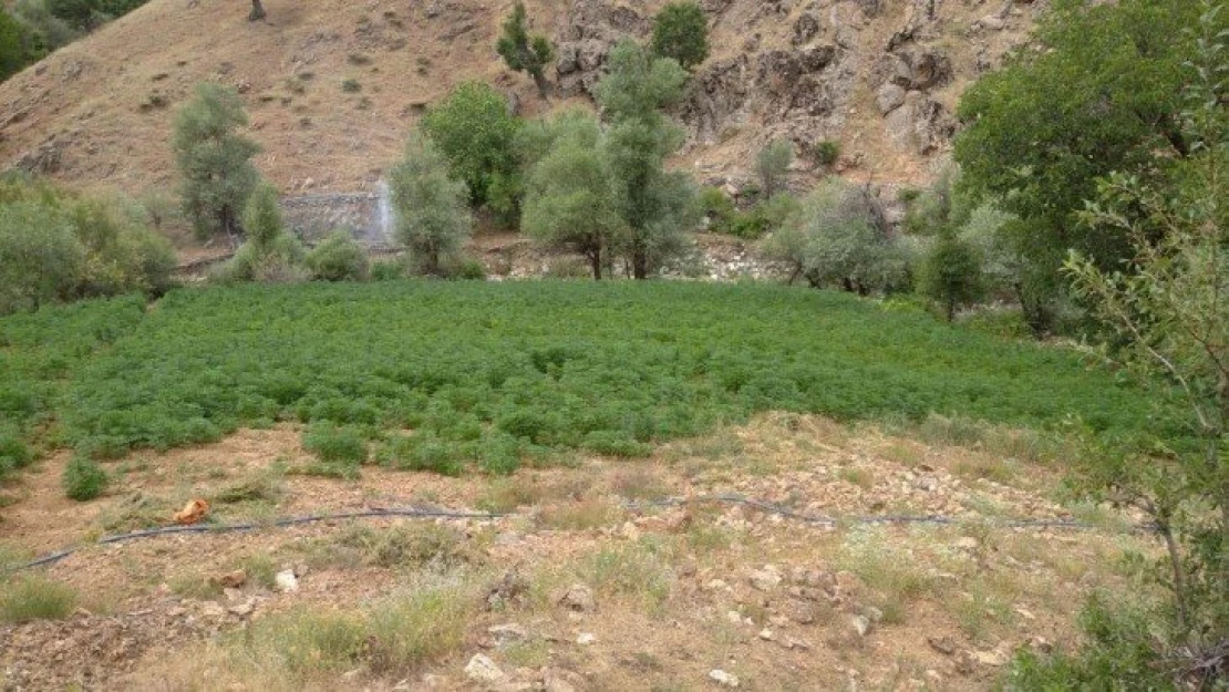 Terör Örgütü'nün Finans Kaynağı Uyuşturucuya Büyük Darbe