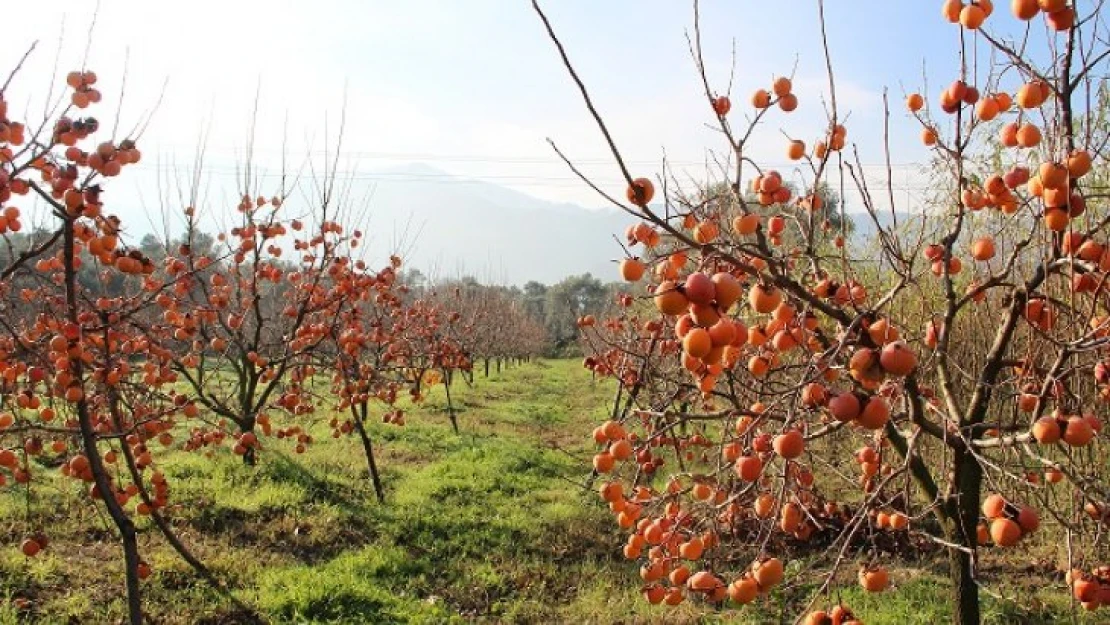 Trabzon hurması ihtiyaç sahipleri için hasat edildi