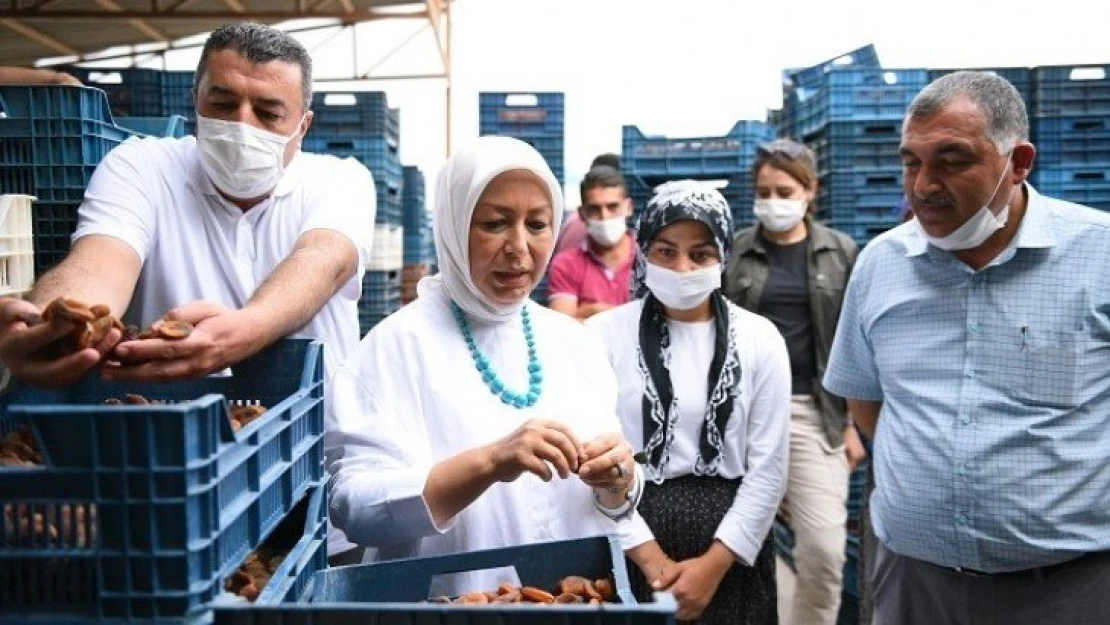 Türkiye Cumhuriyeti tarihinde ilk kez TMO kuru kayısı alacak