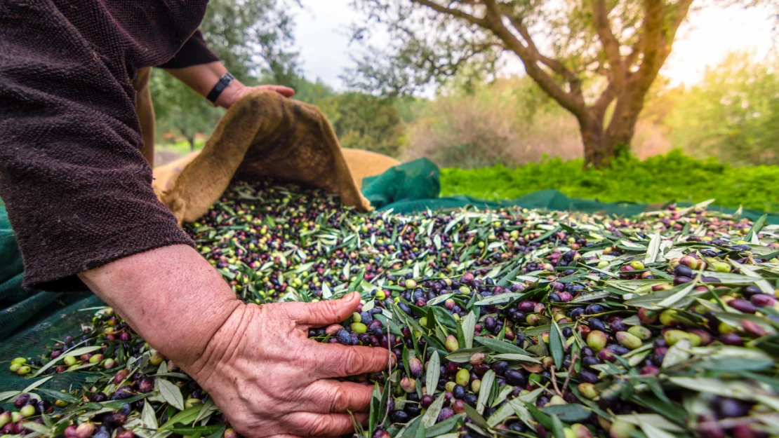 Türkiye'nin sofralık zeytin ihracatı 184 milyon 510 bin dolar oldu