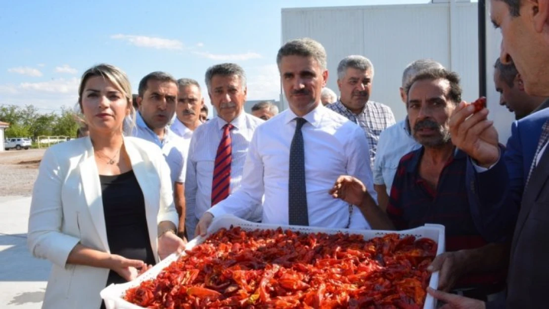 Vali Baruş Dila Kırmızı Biber Yetiştiriciliği Hasadına Katıldı