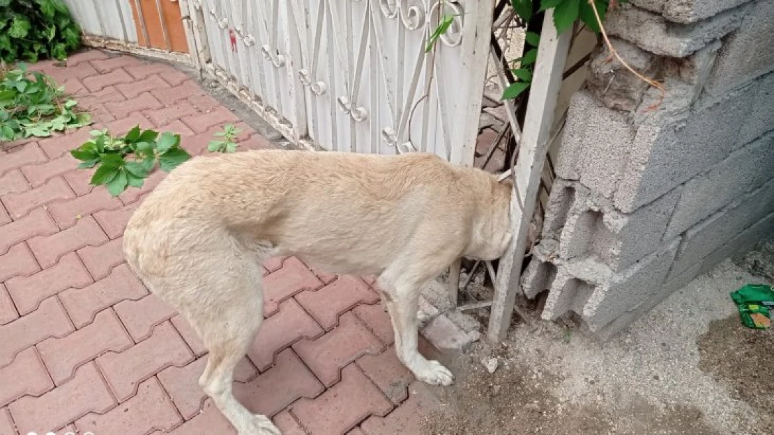 Yaramaz Köpeğin yardımına İtfaiye Koştu