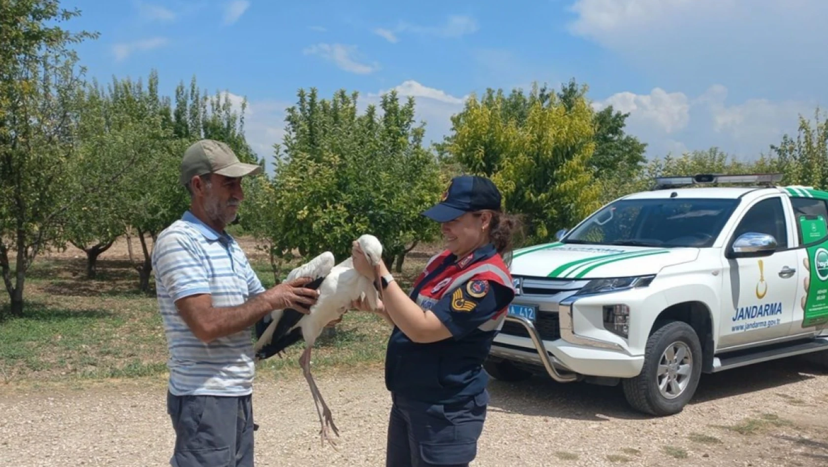 Elazığ'da yaralı bulunan leylek tedavi edilecek