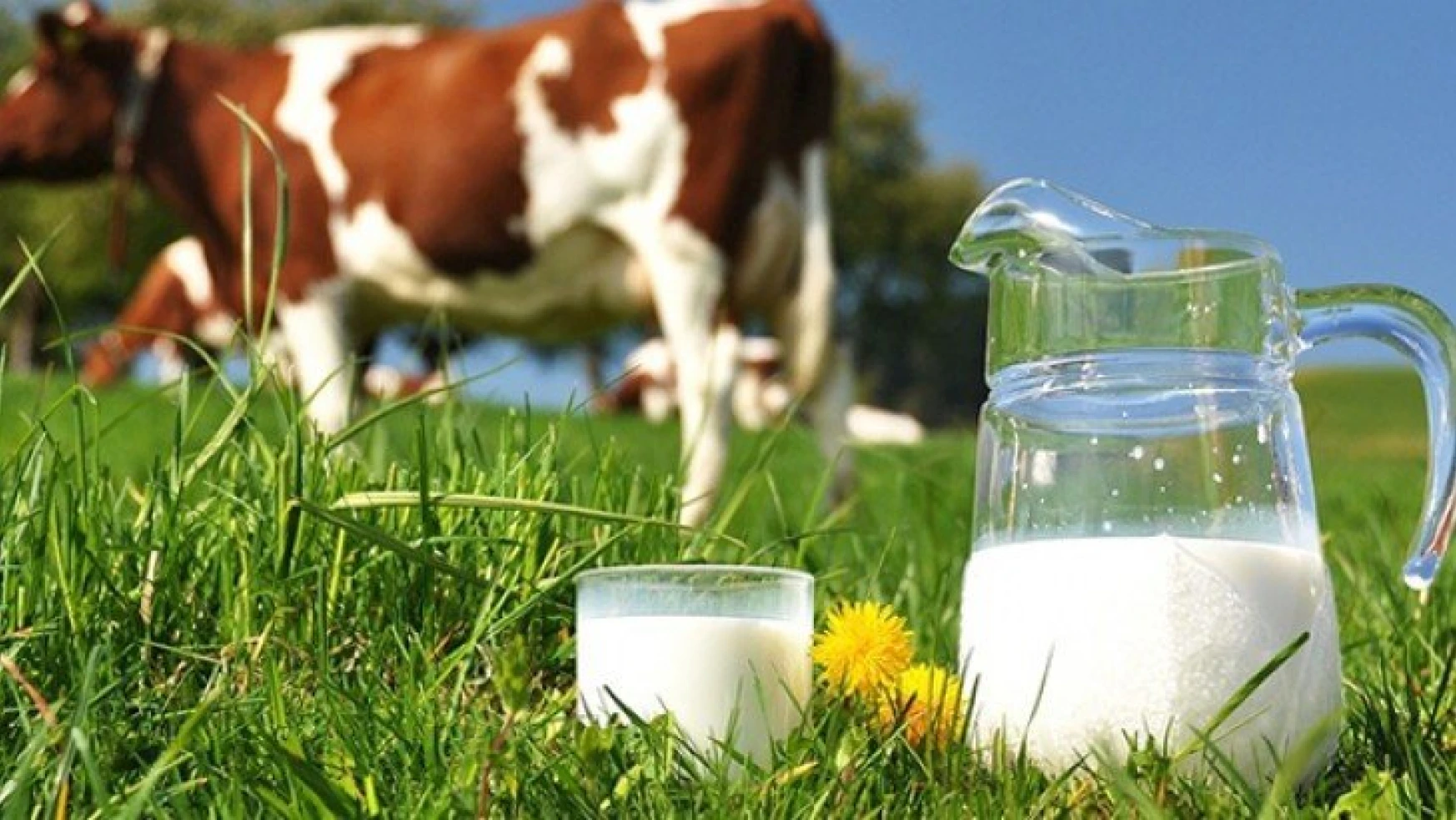 Ağustos ayında 823 bin 463 ton inek sütü toplandı.