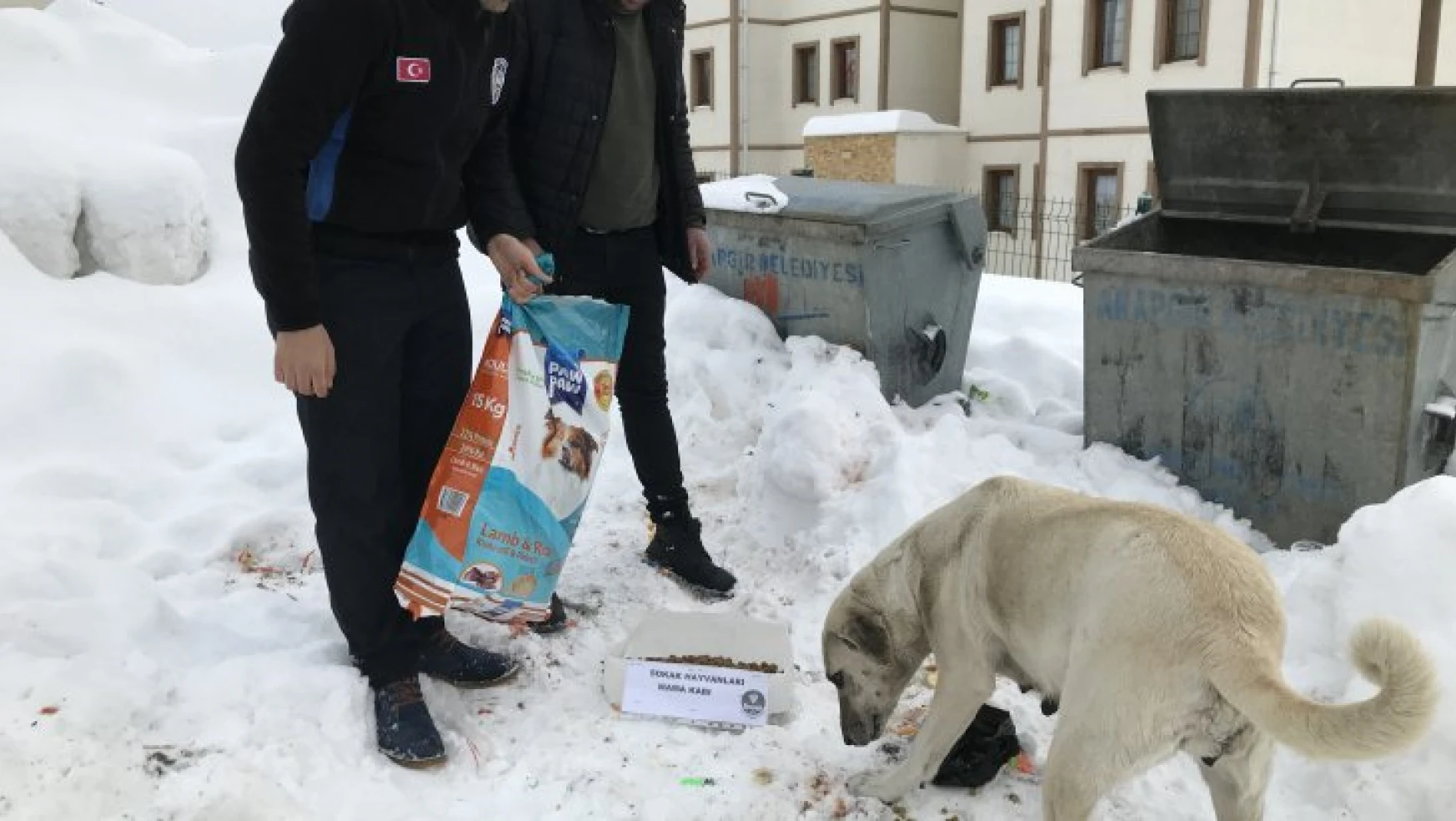 Arapgir Belediyesi elverişsiz hava şartlarında sokak hayvanlarını besliyor