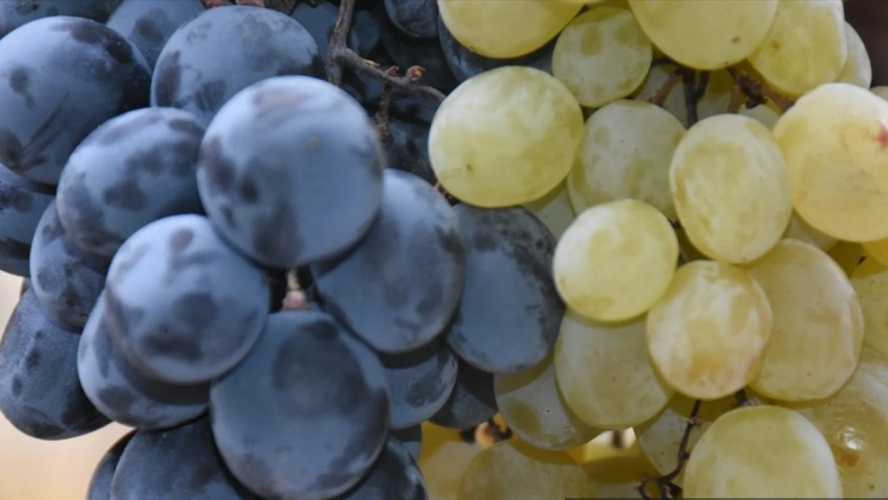 Arapgir'de yetiştirilen üzümler mayısa kadar sofraları süslüyor