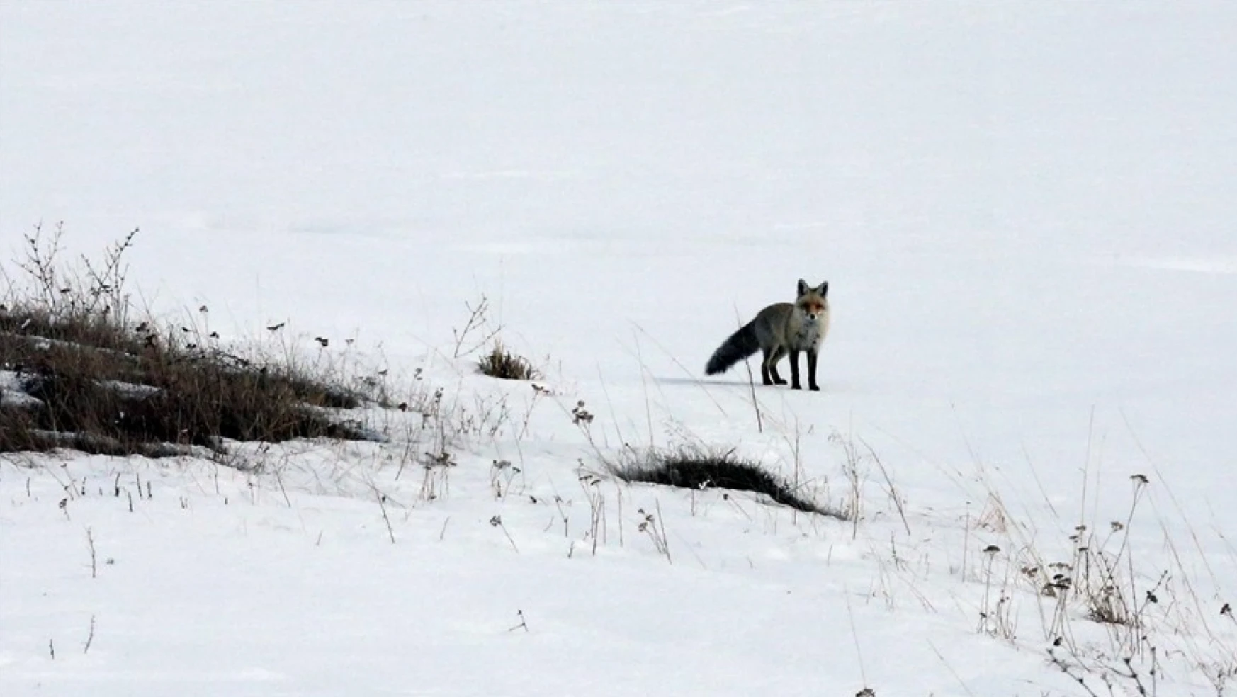 Ardahan'da tilkilerin kar altında avlarını yakalaması görüntülendi