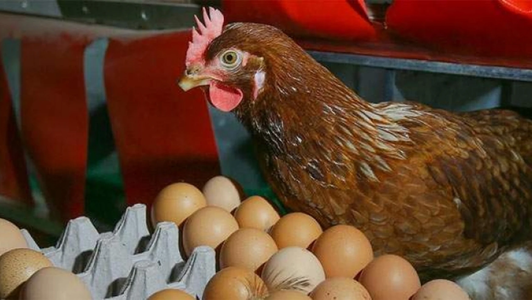 Tavuk Eti Ve Yumurta Üretiminde Ve İhracatında Artış Sürüyor