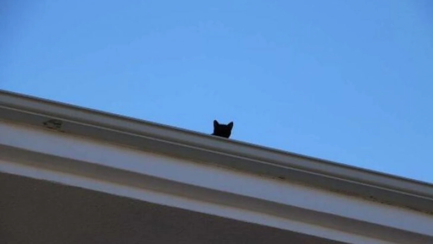 Çatıda Mahsur Kalan Kedi İtfaiye Ekiplerince Kurtarıldı