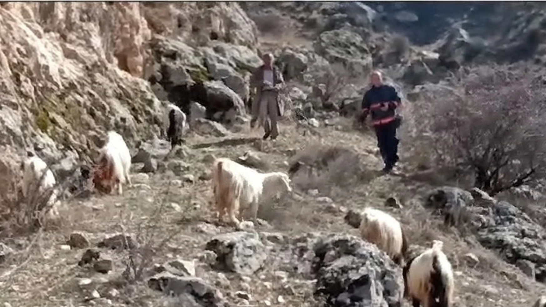 Darende'de kayalıklarda mahsur kalan keçileri itfaiye kurtardı