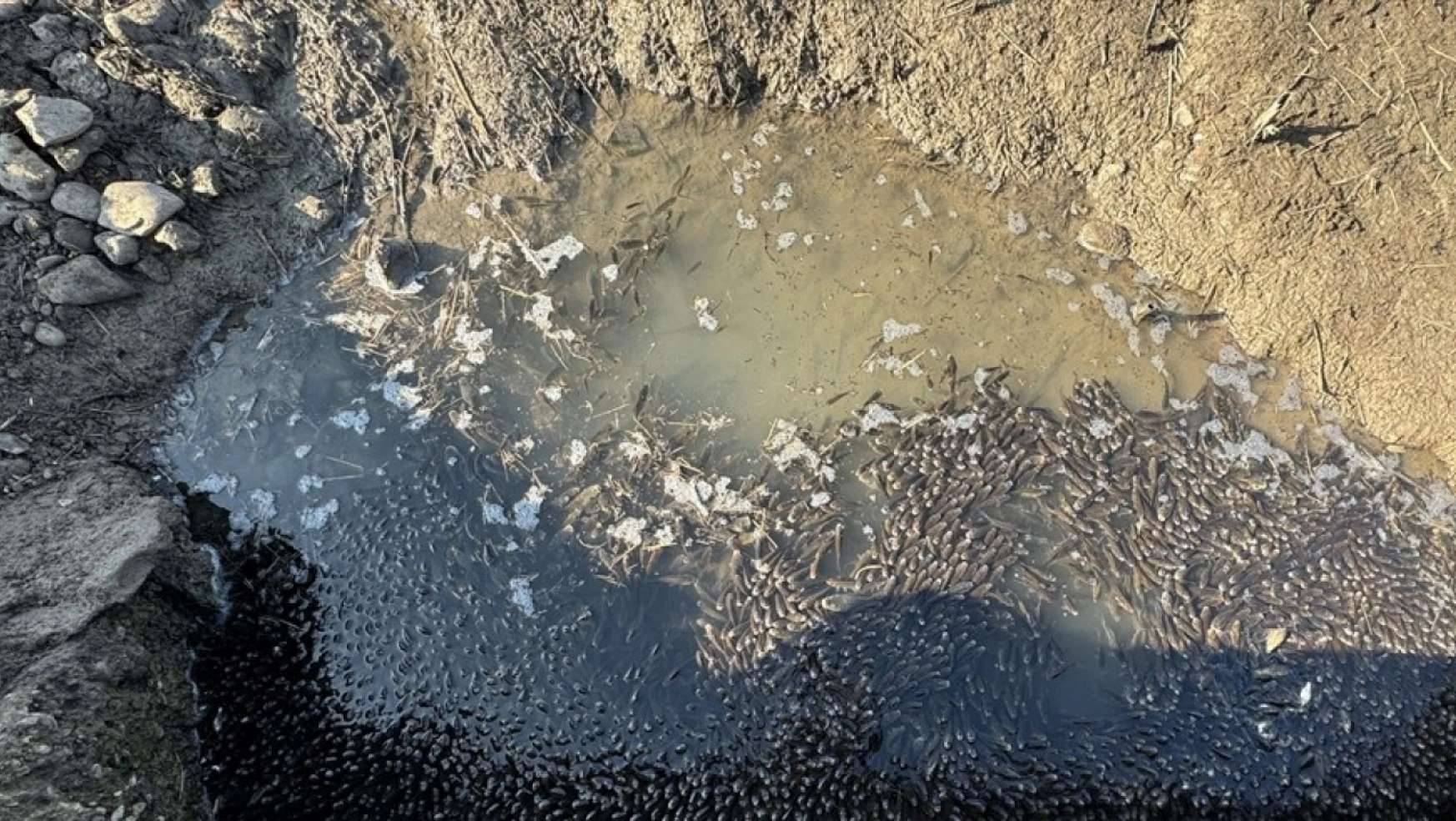 Elazığ'da menfezdeki su birikintisinde mahsur kalan binlerce yavru balık kurtarıldı