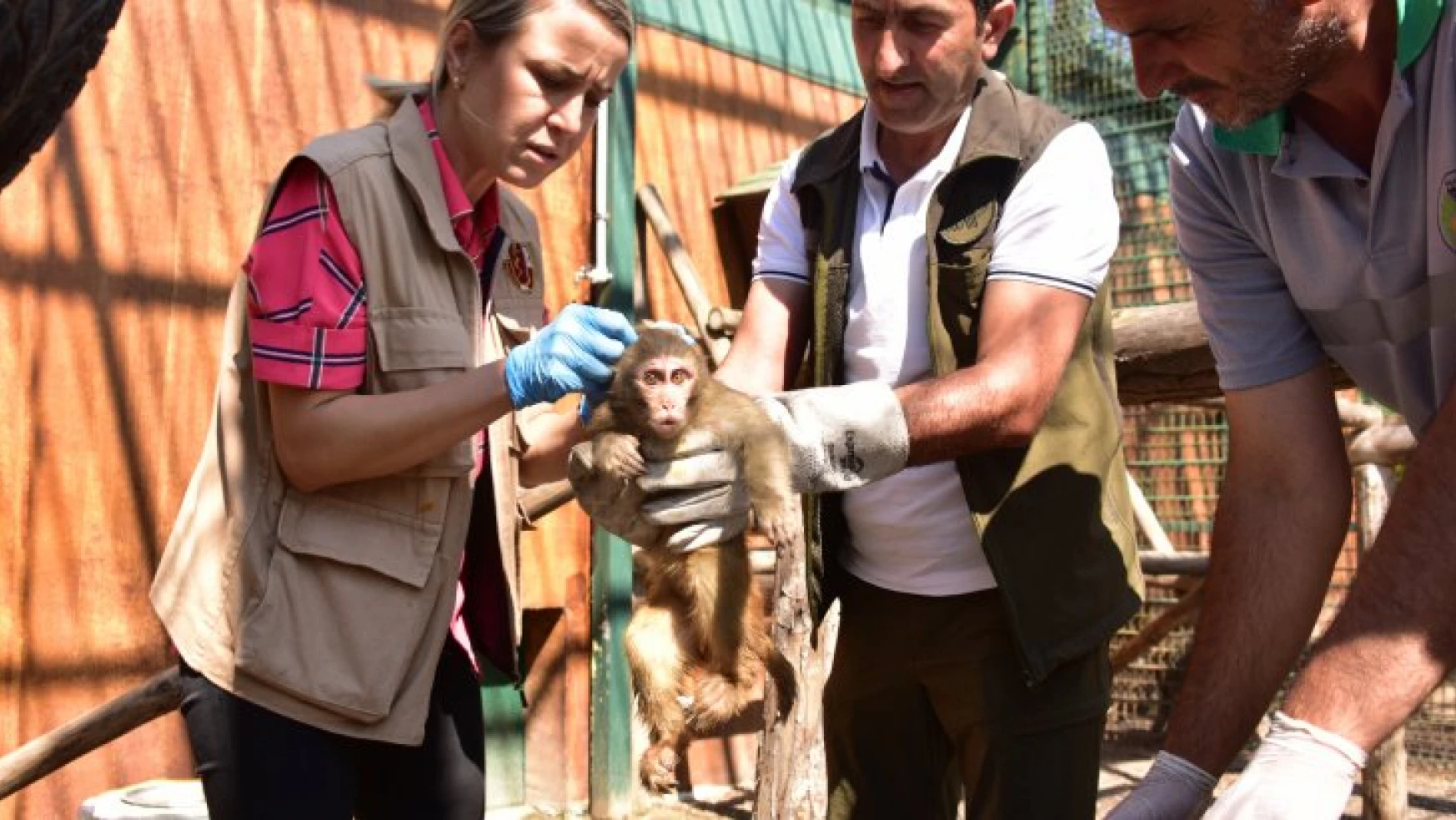 Gürbulak Sınır Kapısında Yakalanan 3 Makak Maymunu Hayvanat Bahçesine Getirildi