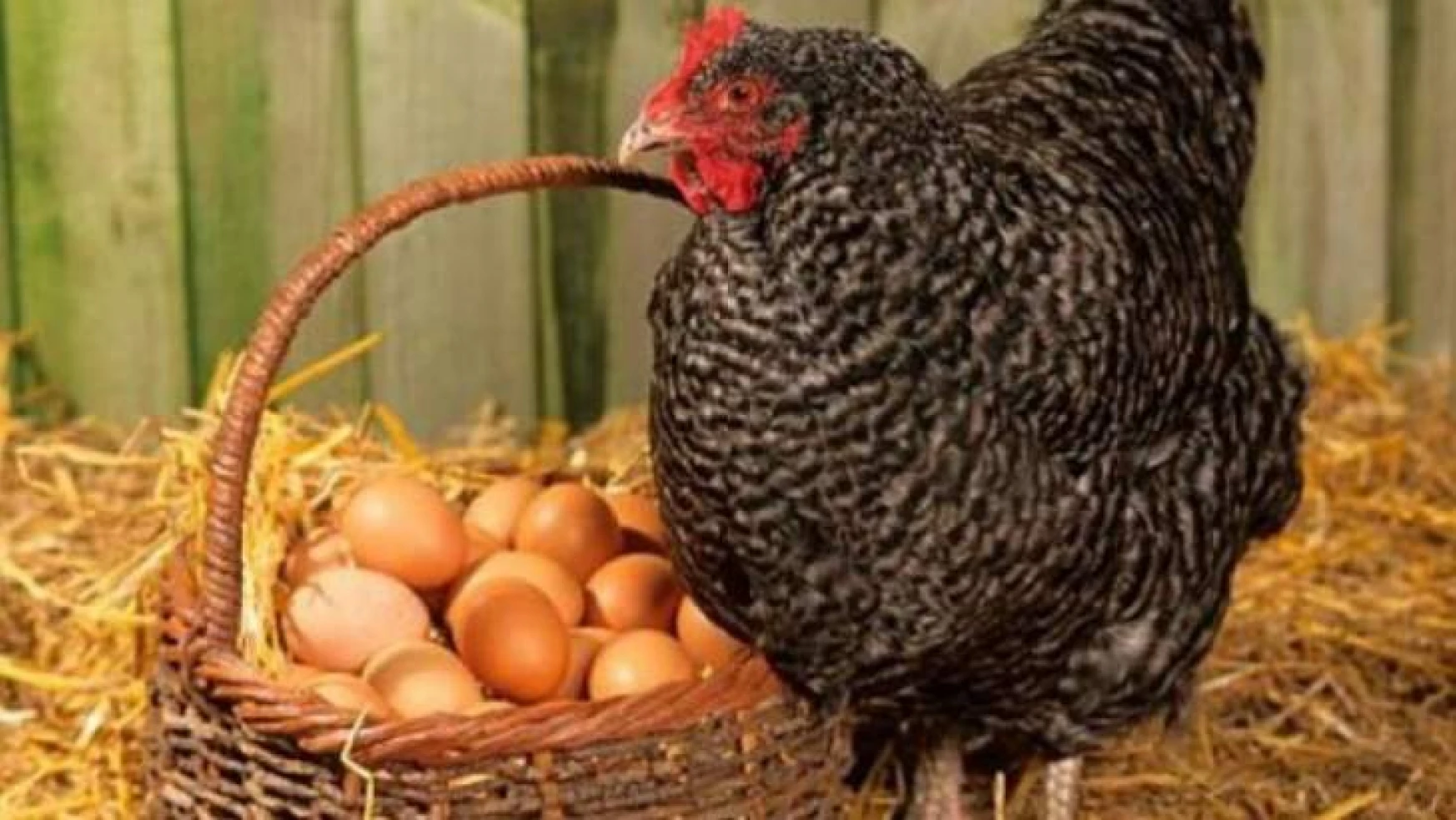Ülkemizde tavuk yumurtası üretimi 1,7 milyar adet olarak gerçekleşti.