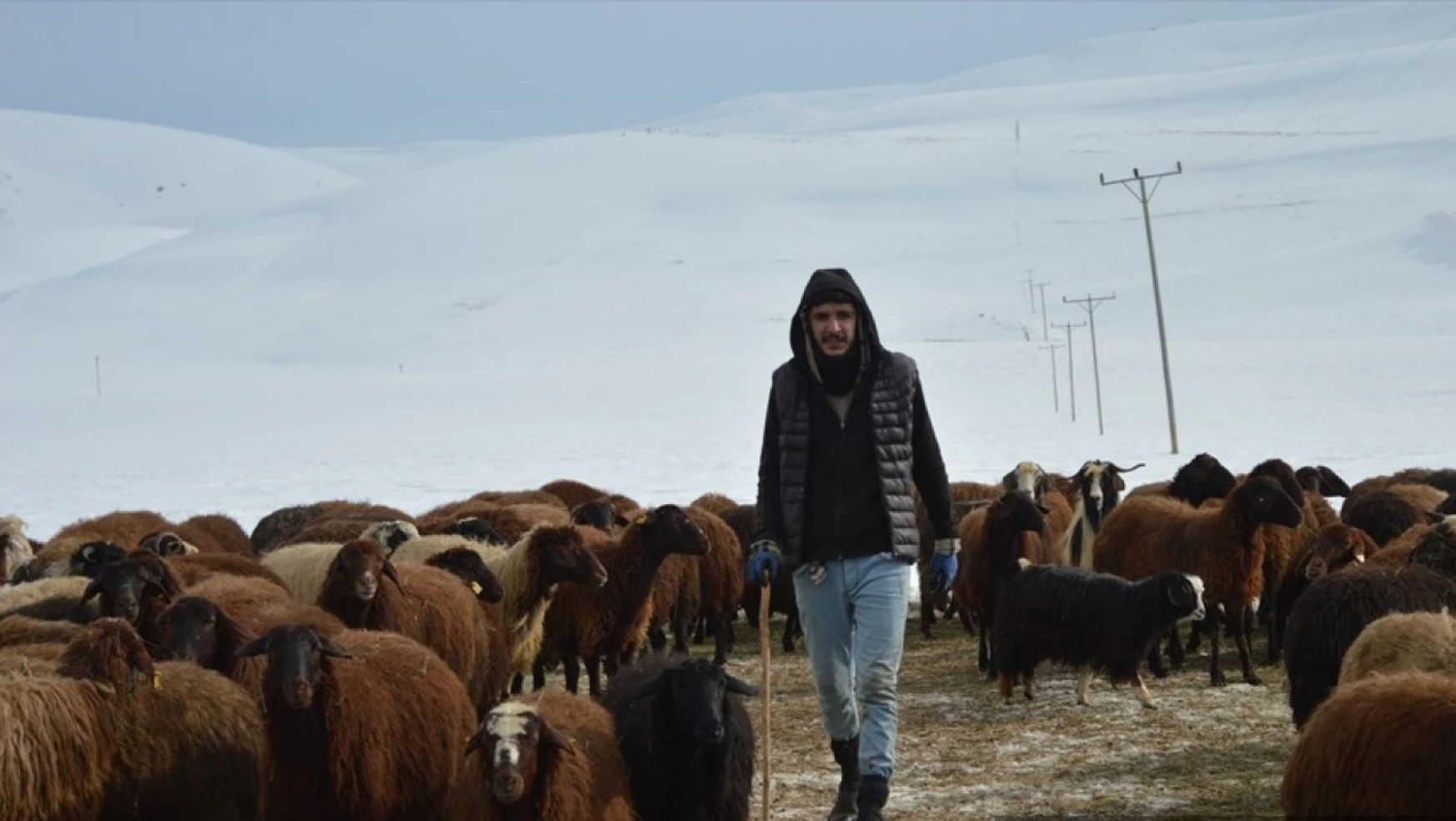 Kuzu doğumları kışın zorlu geçtiği Erzurum kırsalındaki besicileri sevindirdi