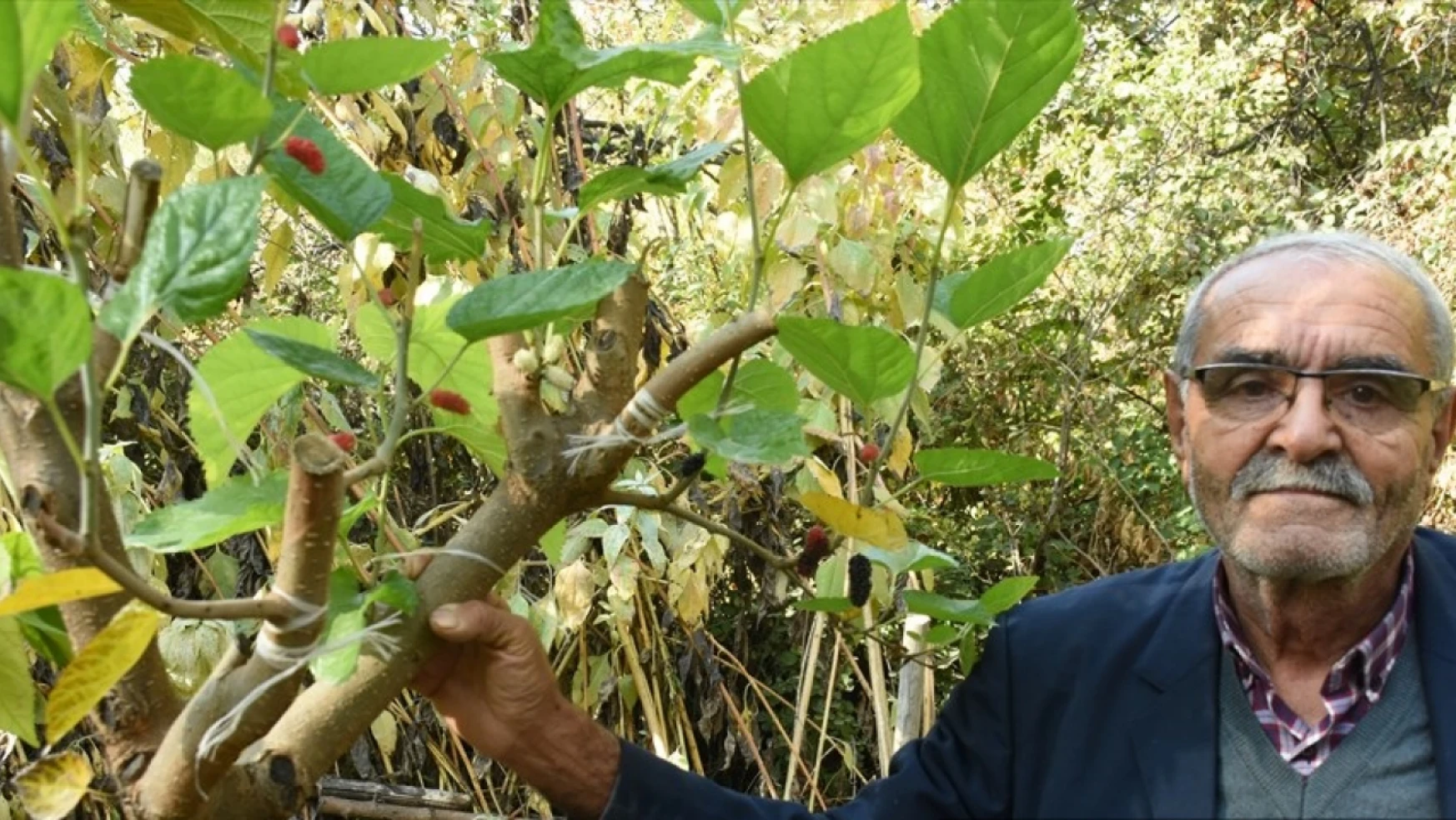 Malatya'da dut ağacı sonbaharda meyve verdi
