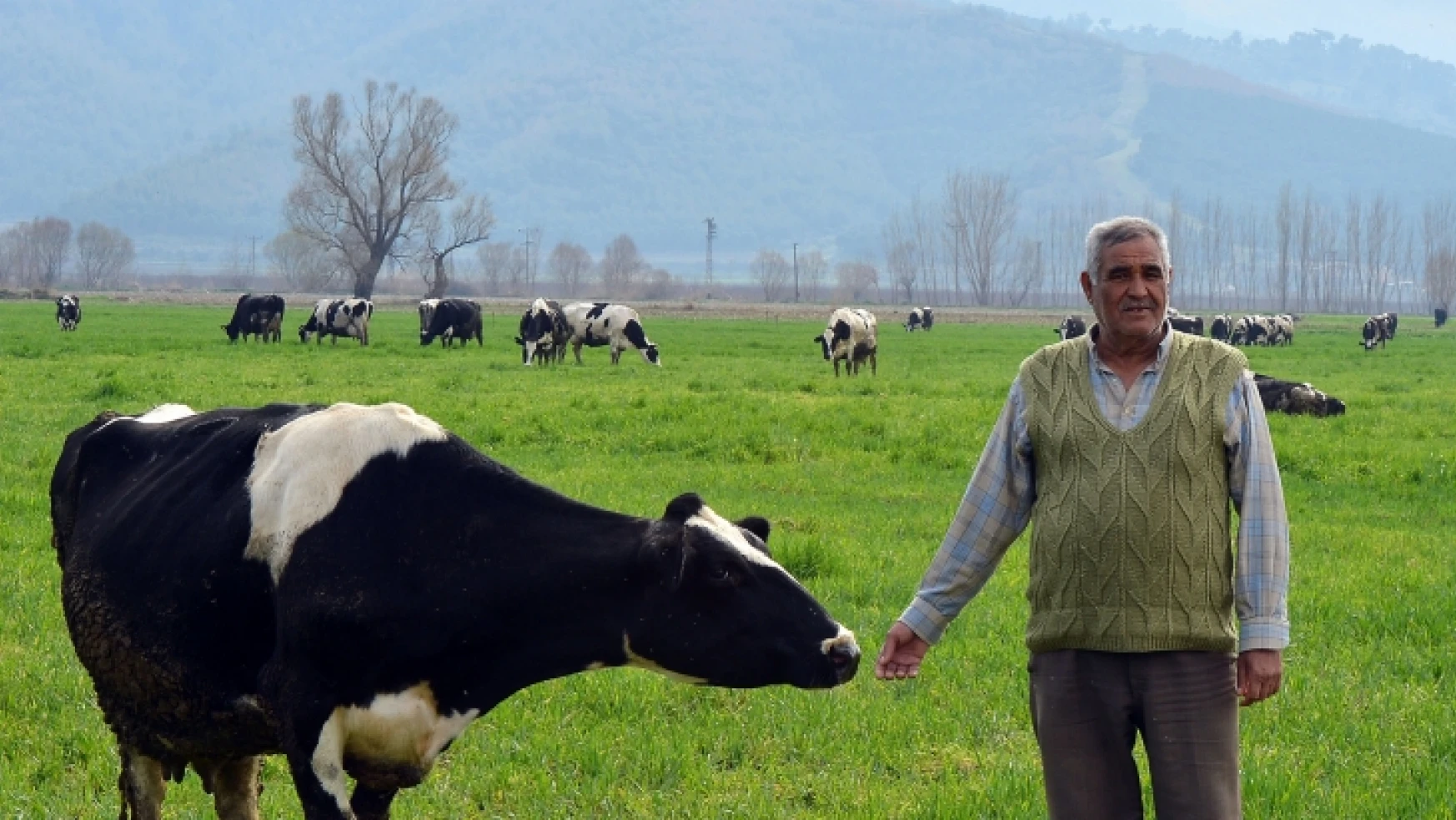 En mutlu süt üreticileri İzmir'de