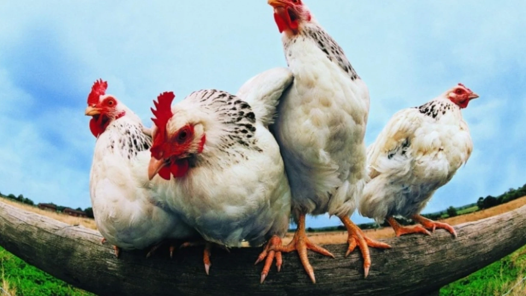 Tavuk Eti, Yumurta, Süt Ve Ürünlerindeki İhracat Artışı Sürüyor…