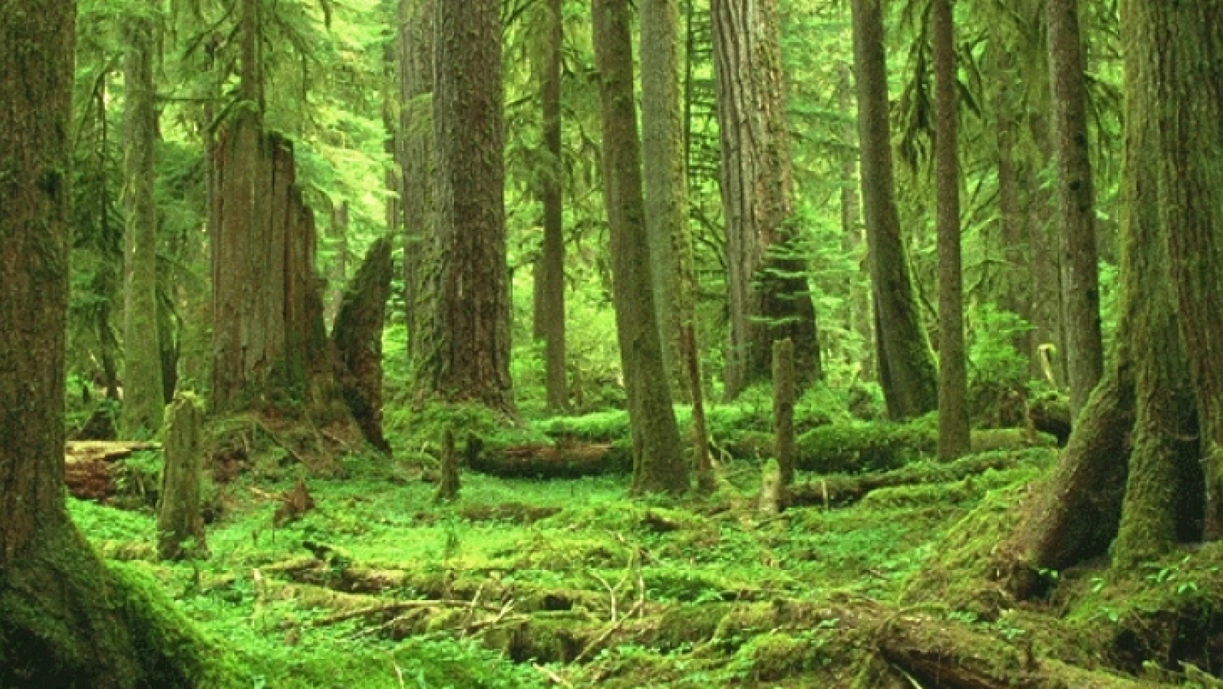 Orman Varlığımız  22 Milyon Hektarı Geçti