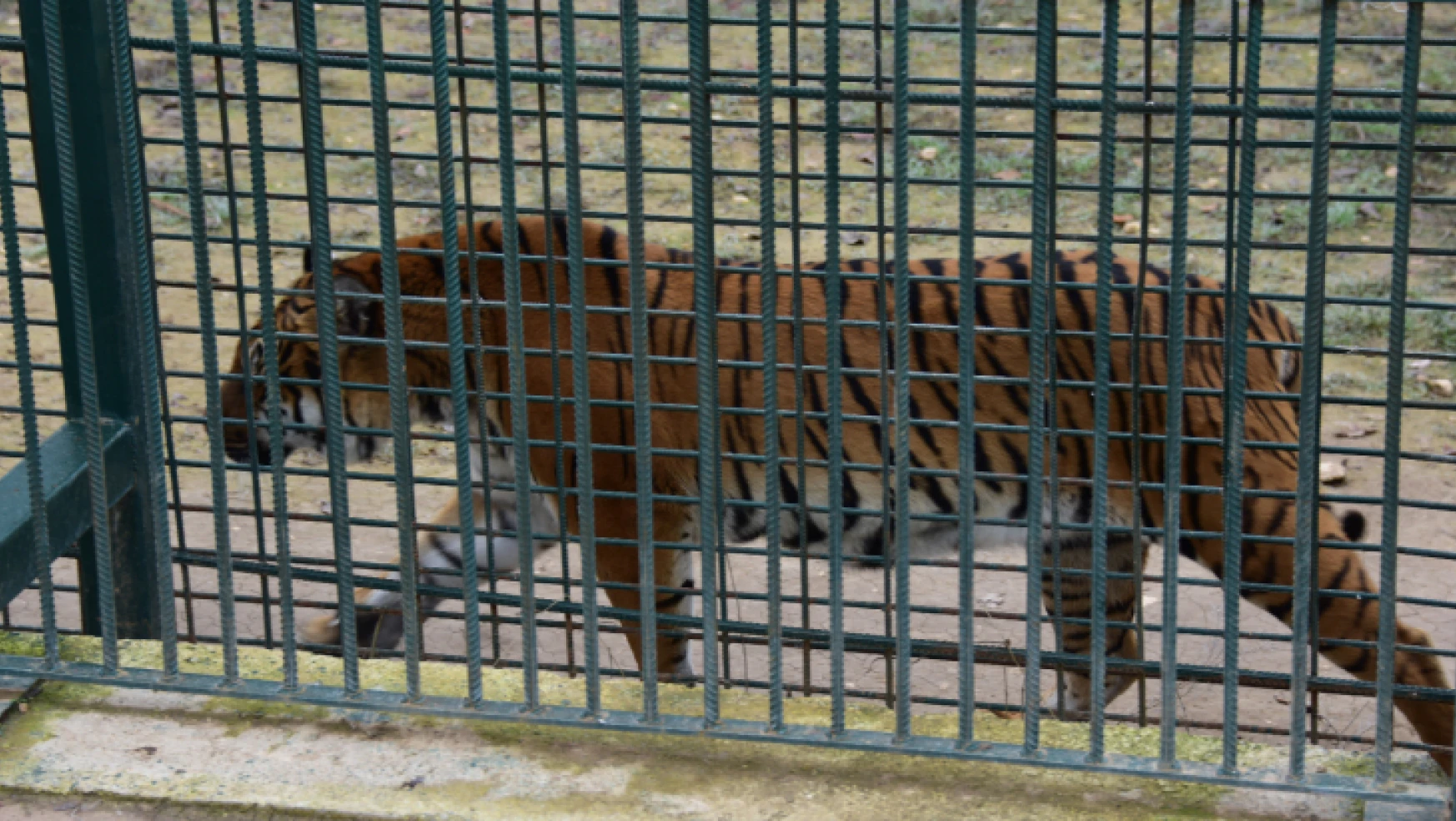 Orduzu Turgut Özal Tabiat Parkı Hayvanat Bahçesine Yoğun İlgi
