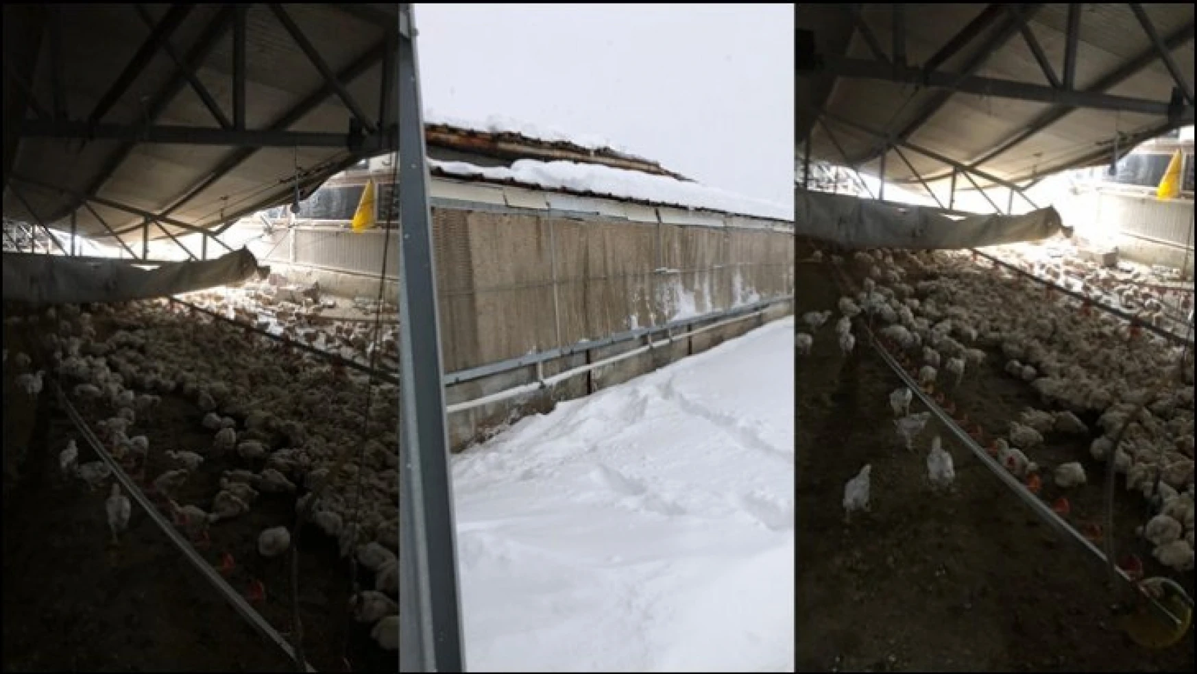 Tavuk Çiftliğinin Çatısı Çöktü: 30 Bin Tavuk telef oldu