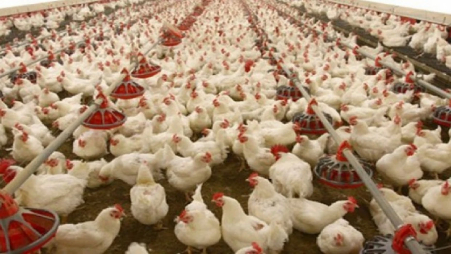 Tavuk eti üretimi 188 bin 613 ton, tavuk yumurtası üretimi 1,57 milyar adet olarak gerçekleşti