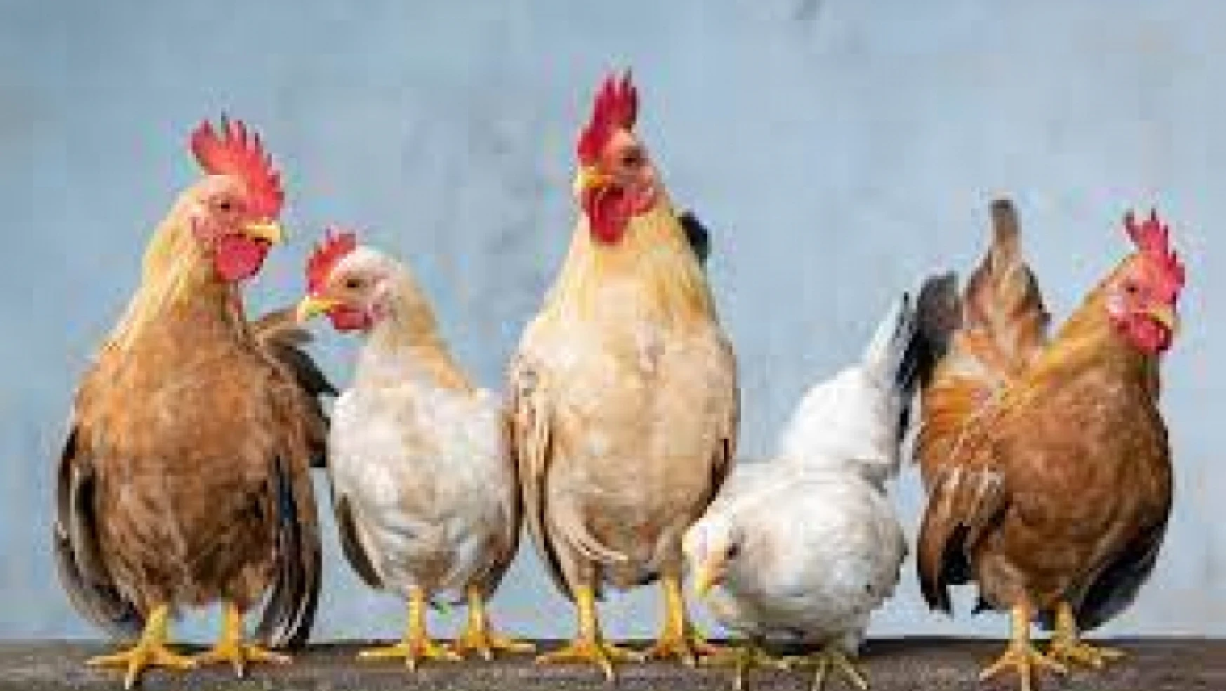 Tavuk eti üretimi 194 bin 912 ton, tavuk yumurtası üretimi 1,68 milyar adet olarak gerçekleşti