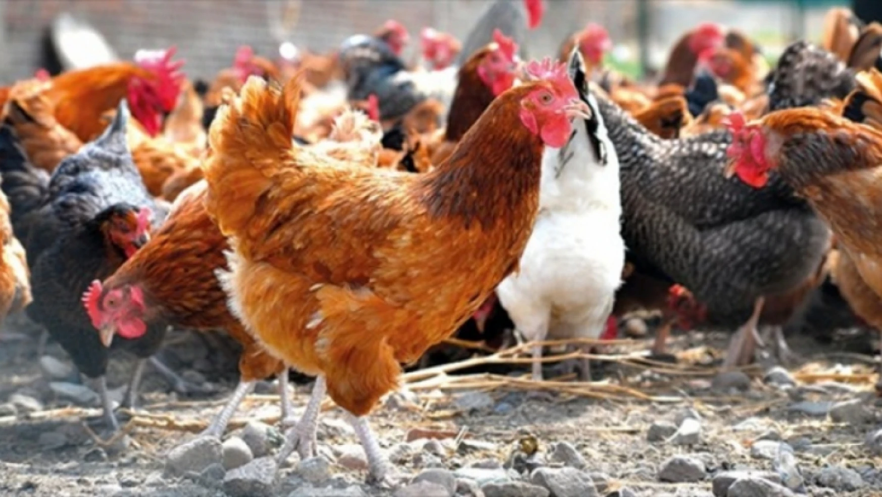 Tavuk eti üretimi 210 bin 77 ton, tavuk yumurtası üretimi 1,72 milyar adet olarak gerçekleşti