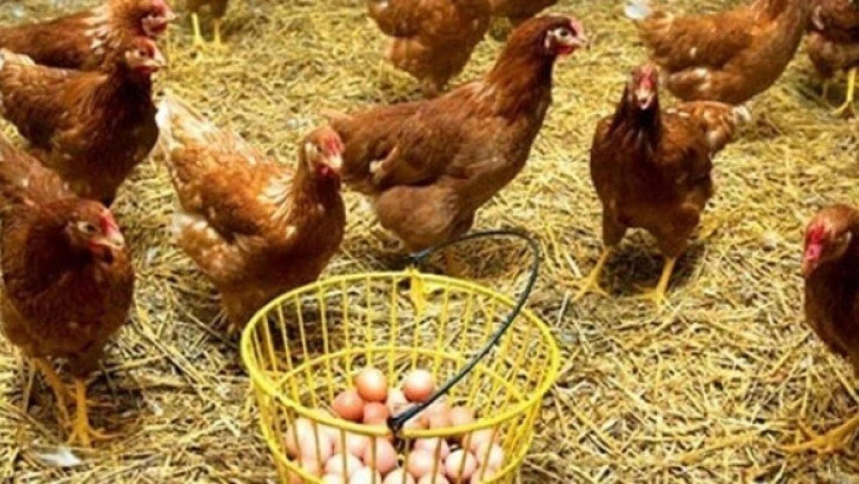 Tavuk yumurtası üretimi 1,7 milyar adet olarak gerçekleşti