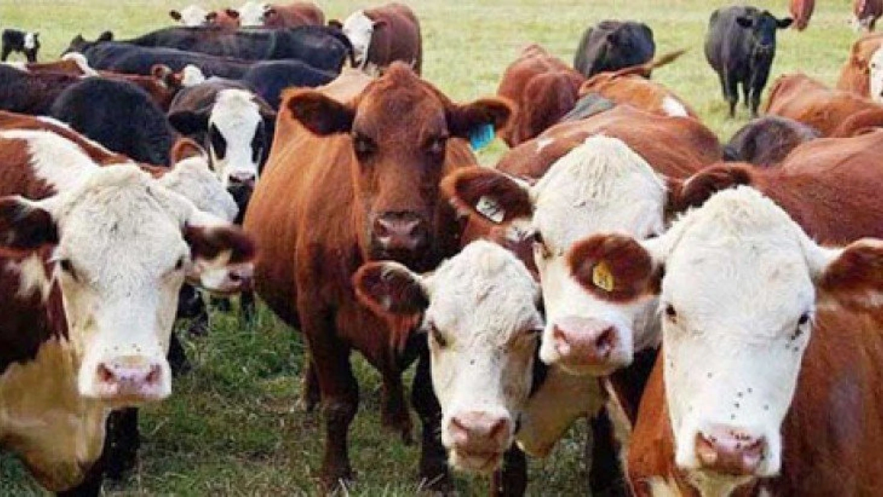 Ülkemizde canlı hayvanlardan sığır (kültür) fiyatı bir önceki yıla göre yüzde 18,46 arttı.