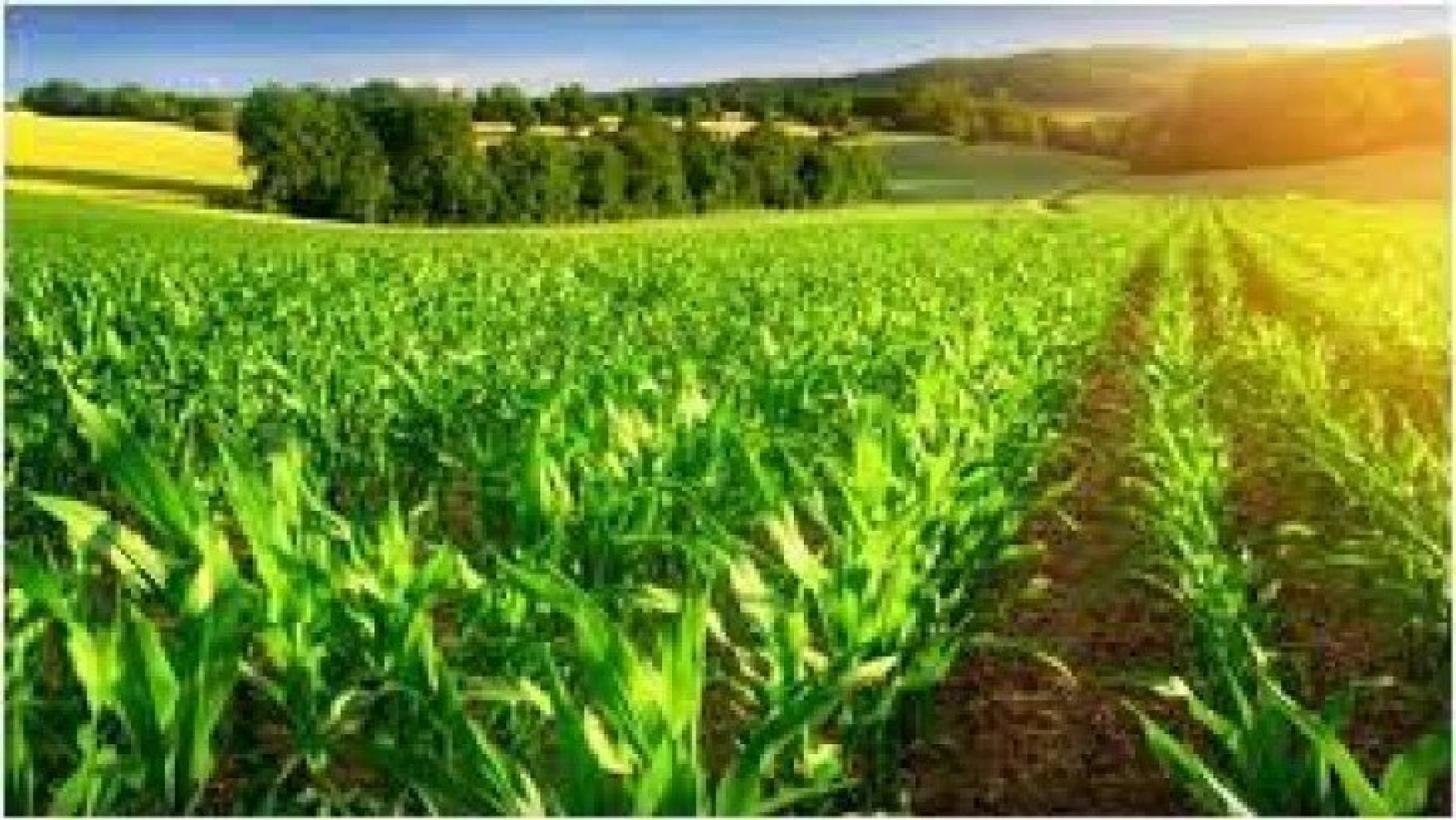Ülkemizde tahıllar ve diğer bitkisel ürünler ile sebzelerin bir önceki yıla göre azalacağı tahmin edildi.