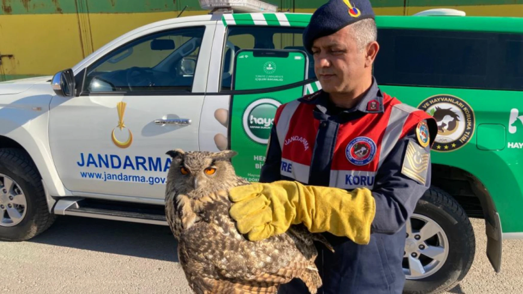 Yaralı Kulaklı Orman Baykuşu Jandarma tarafından doğa korumaya teslim edildi