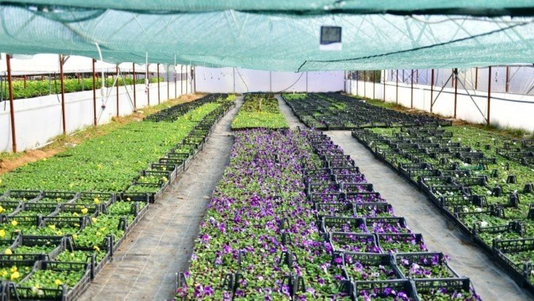 Yeşilyurt Belediyesi 100 Bin Adet Mevsimlik Çiçek Üretimi yaptı